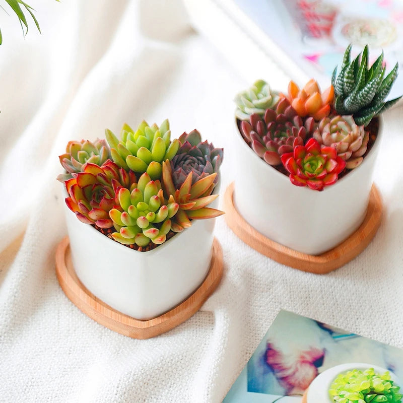 Mini Bamboo Tray – Wood Saucer, Cup Coaster & Decorative Plate